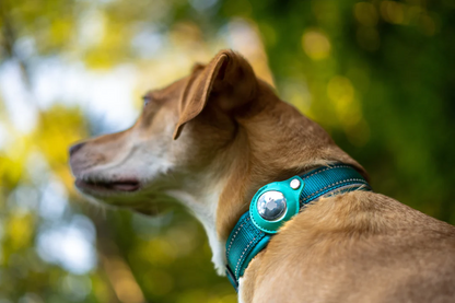 2-In-1 AirTag Anti-Lost Device & Waterproof Dog Collar