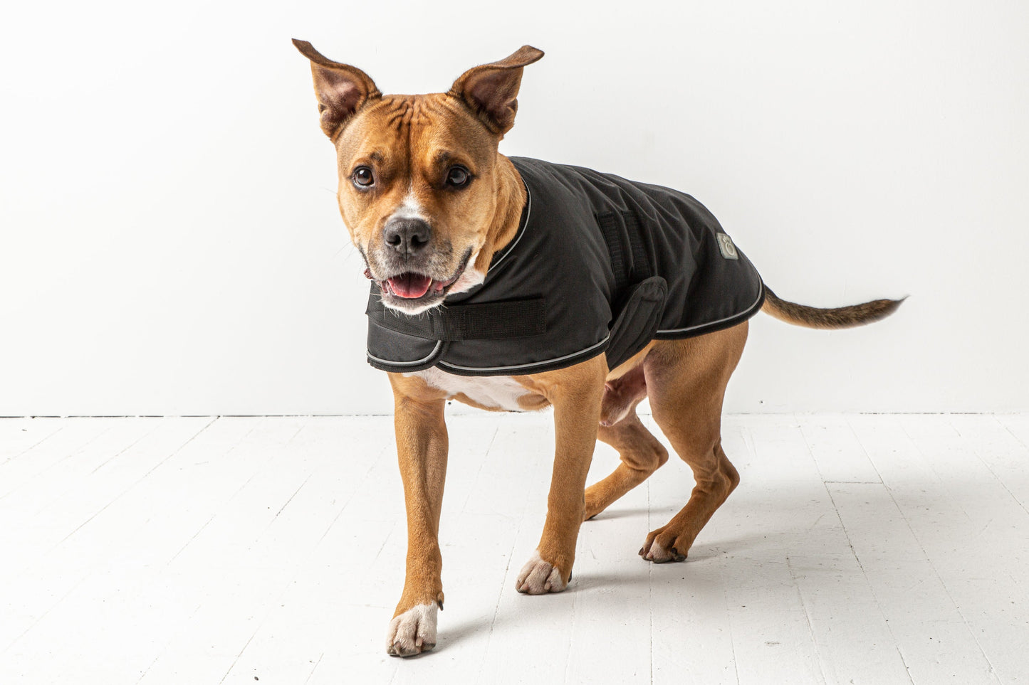 Black Blanket Dog Jacket