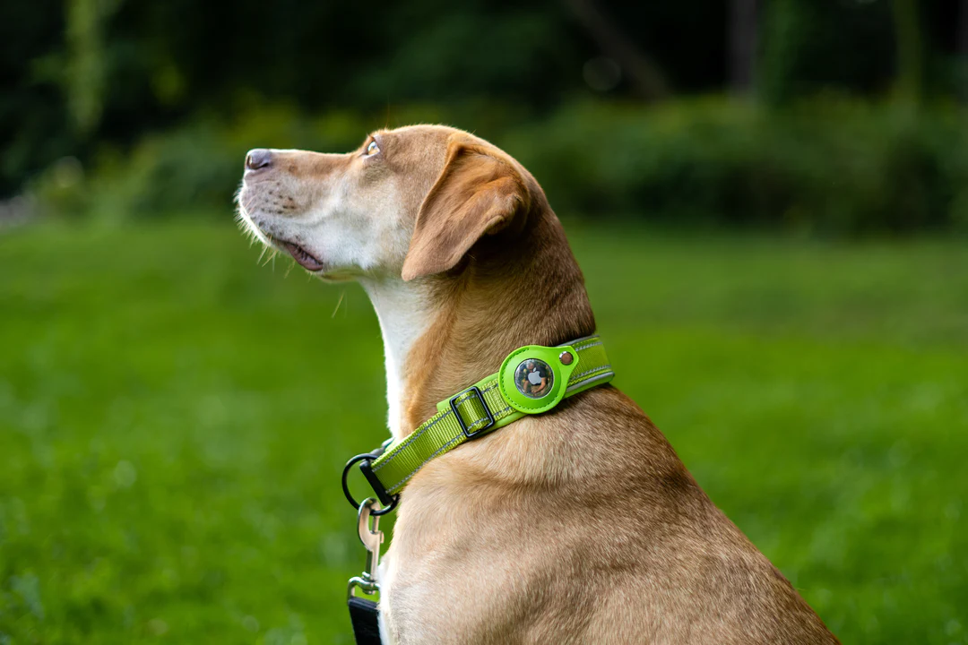 2-In-1 AirTag Anti-Lost Device & Waterproof Dog Collar