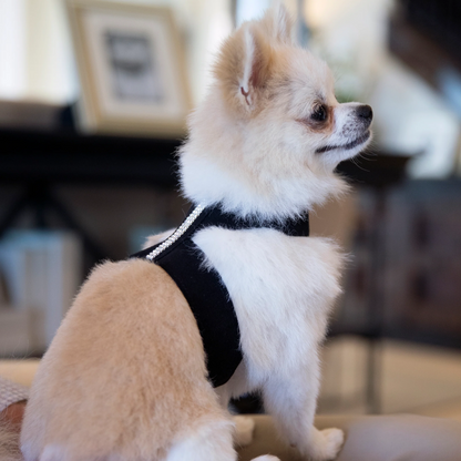 Susan Lanci 设计了 ​​3 排 Giltmore 水晶 Tinkie Harness