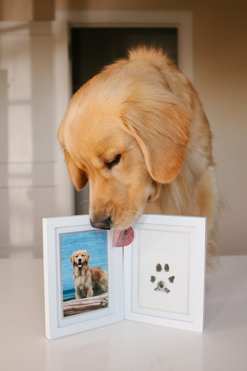 Paw Print Stamp Pad Kit